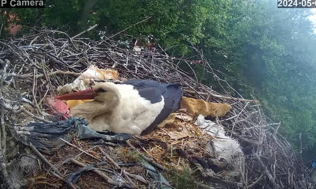 Tekirdağ'ın maskotu 'Gelendost' kamera ile izlenecek - Resim: 1